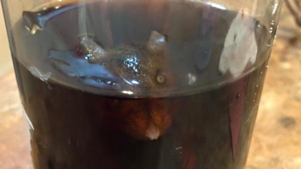Семья из США нашла крысу в бутылке газировки, из которой пил 3-летний мальчик