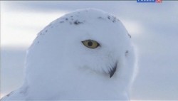  .    / A winter's Tale: The Journey of the Snowy Owls (2015) SATRip