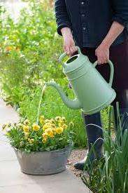 Как посадить хризантему кустовую садовую многолетнюю