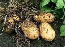 Какие вносить удобрения для картофеля при посадке в лунку весной