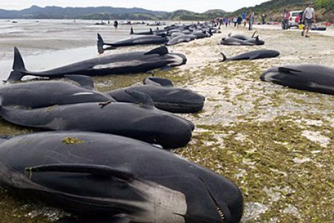 В штате Джорджия отдыхающие избавили 18 черных дельфинов, выбросившихся на берег