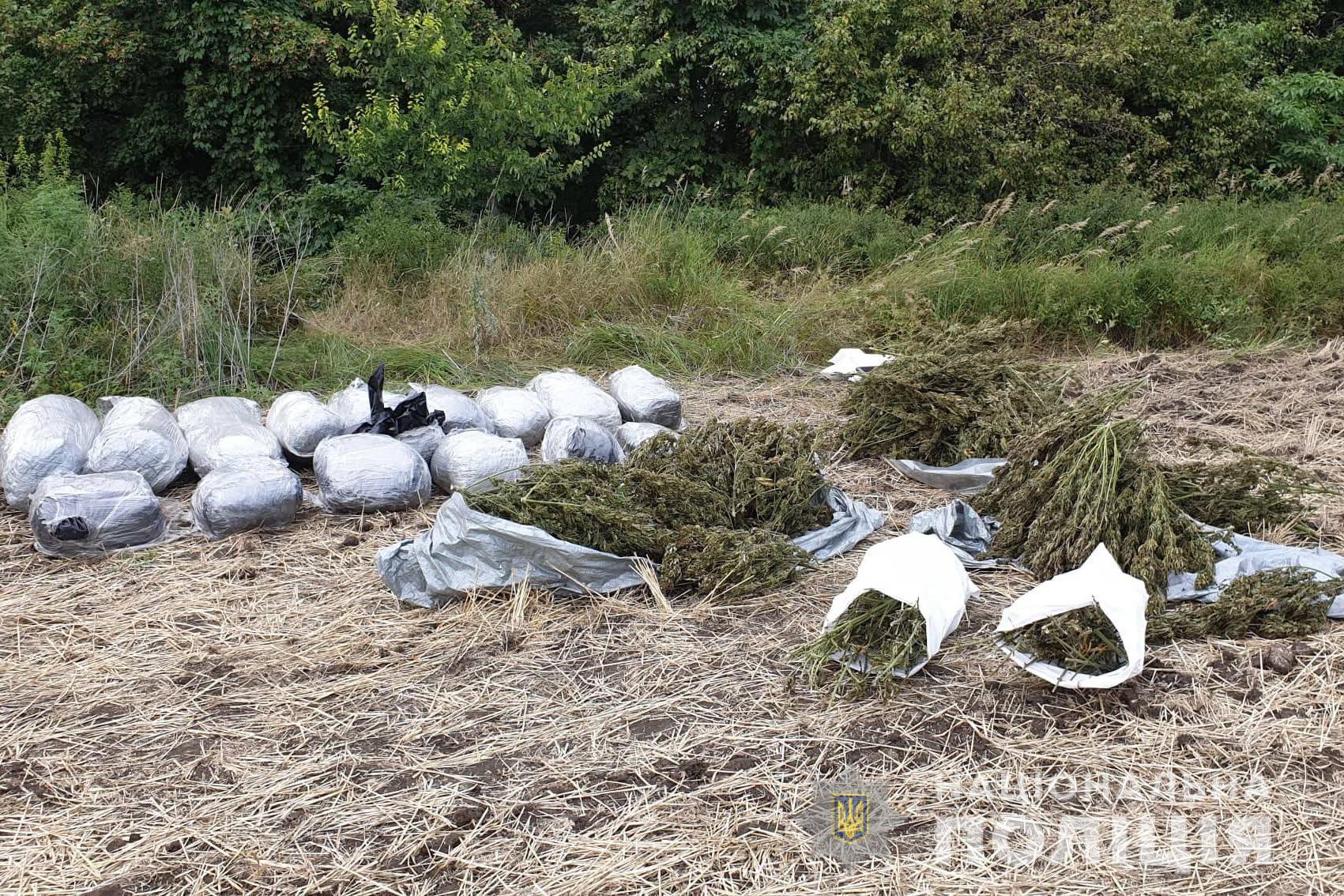 В лесополосе в Луганской области полиция вскрыла 150 кг марихуаны