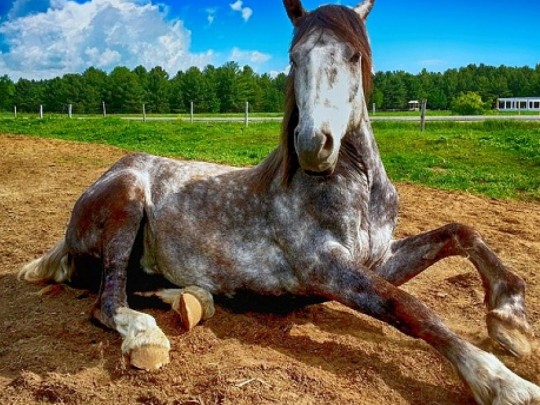 Тело было привязано к лошади: под Харьковом приключилась адская трагедия с девочкой-подростком