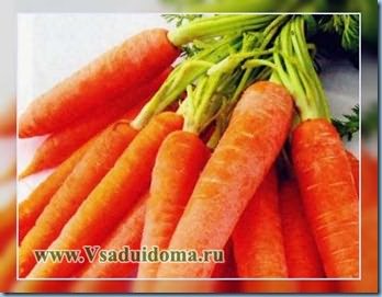 выращивания моркови