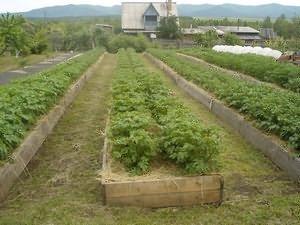выращивания овощей