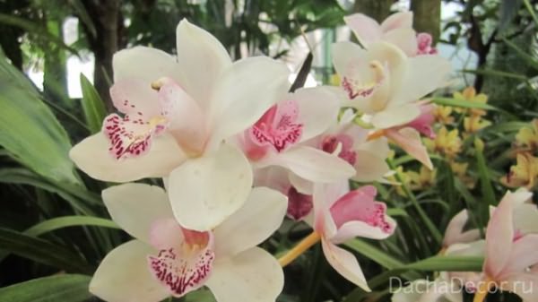 видов орхидей