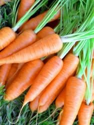 семян моркови