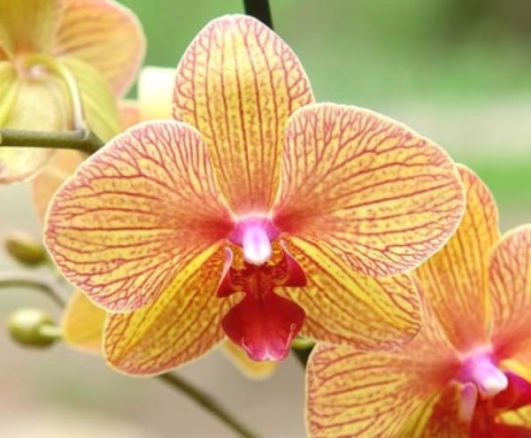 выращивания орхидеи