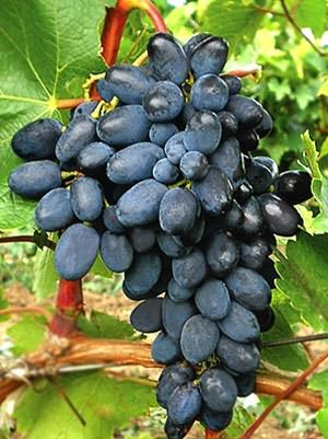 винограда «Преображение»