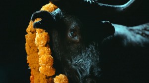 Foals - Black Bull