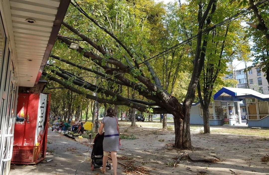 Вісті з Полтави - У Полтаві за вісьмома адресами ввалились великі гілки та дерева — пошкоджено лінію електропередач