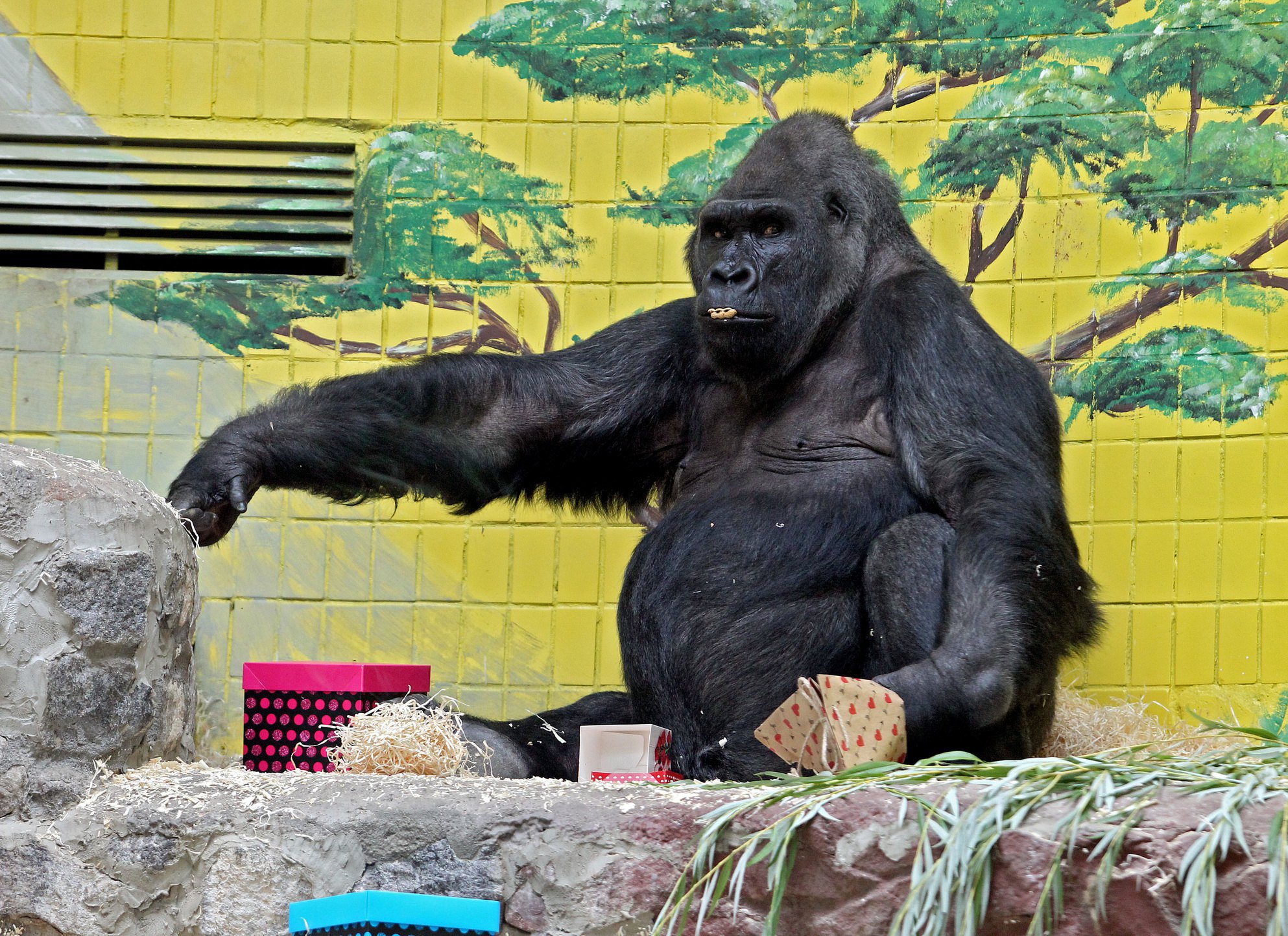 В Киевском зоопарке отпраздновали 45-летие единой гориллы в Украине