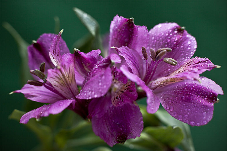 Альстромерия (70 фото) виды цветка, правильный уход и пересадка