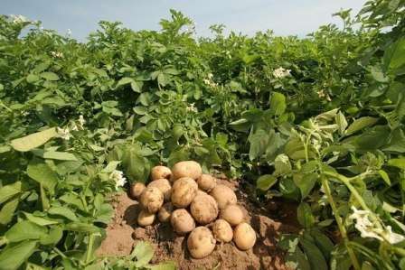 Как правильно сажать картошку, чтобы получить хороший урожай