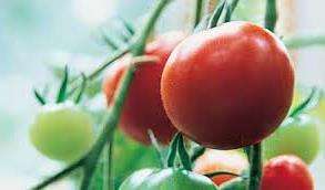 Какие сорта томатов подойдут для поликарбонатных теплиц