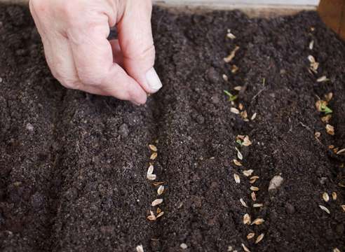 Как вырастить тую из семян выращиваем в домашних условиях!