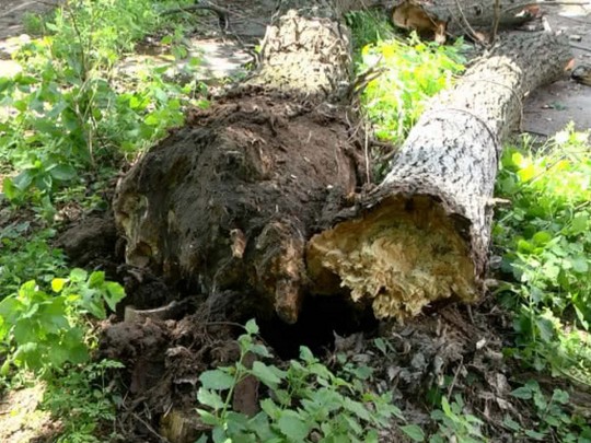 Избавился чудом: в фокусе Киева упавшее дерево вряд не убило мужчину(видео)