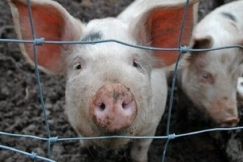 Беларусь аннулировала позволения на ввоз свинины из Львовской области из-за африканской чумы