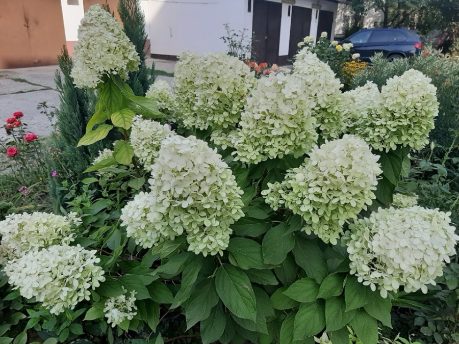 Цветы на моем участке (2019 г.)