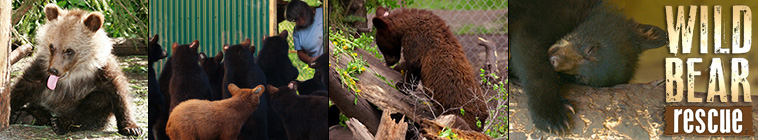 Wild Bear Rescue S03E12 Loner Bears WEBRip x264 CAFFEiNE