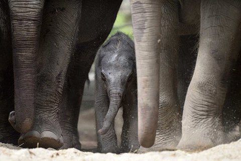 Во времена парада на Шри-Ланке слоны побежали в толпу людей и изранили 17 человек