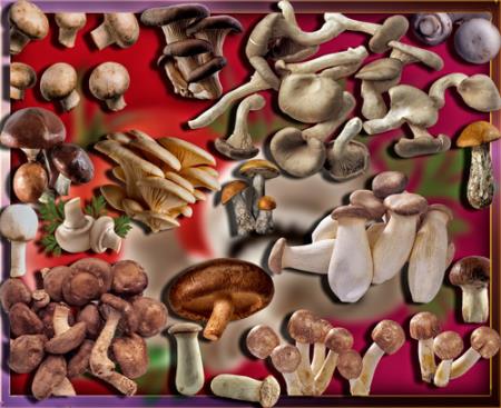 Растровые клипарты - Осенние грибы