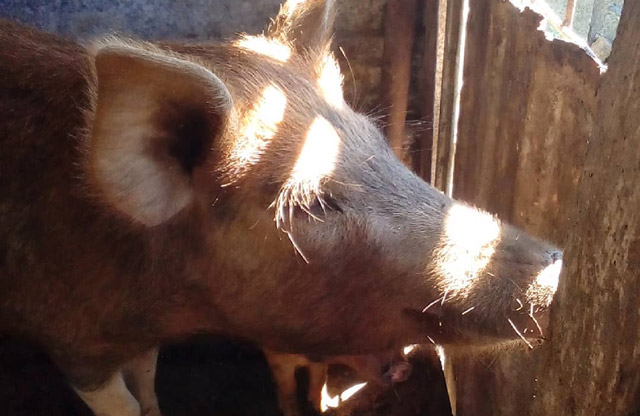 Вісті з Полтави - У Миргородському районі у господарстві держпідприємства зафіксували спалах африканської чуми свиней